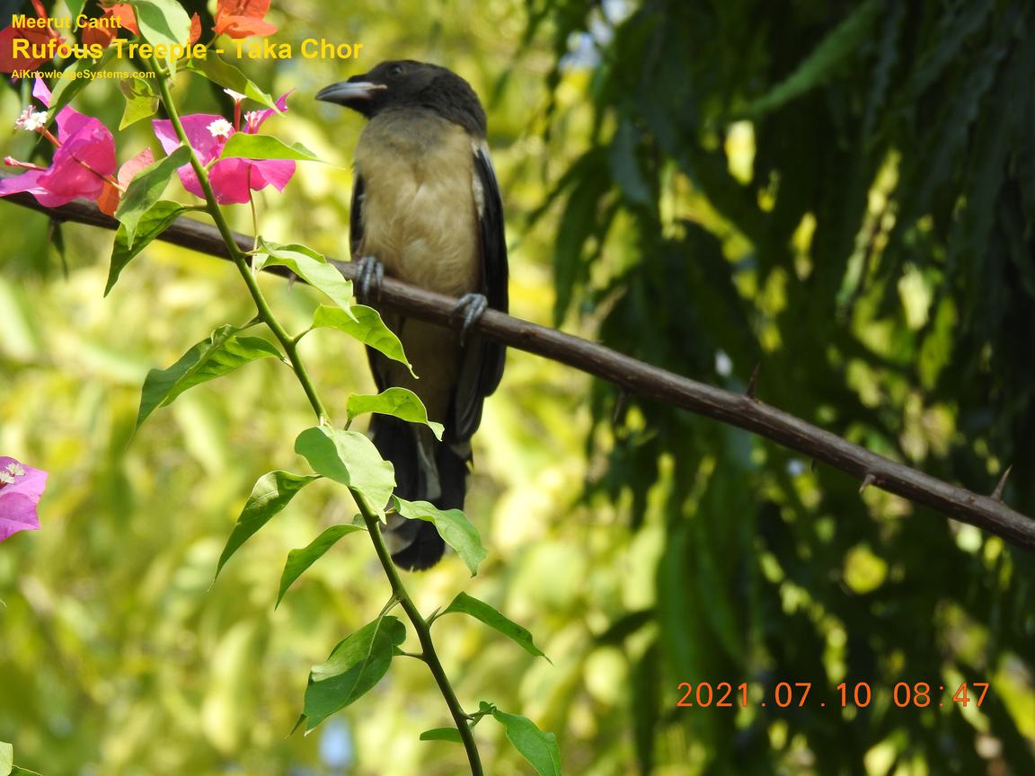 Rufous Treepie (71) Coming Soon